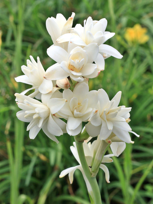 Nardo doble 🌸 - Flor bulbosa grande-ES