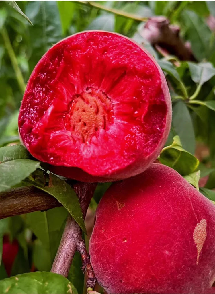 🍑Zelo sladka in sočna breskova semena-SI