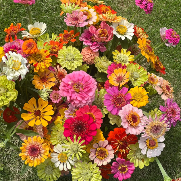 🌺Semena dvojne cinije v mešanih barvah-SI