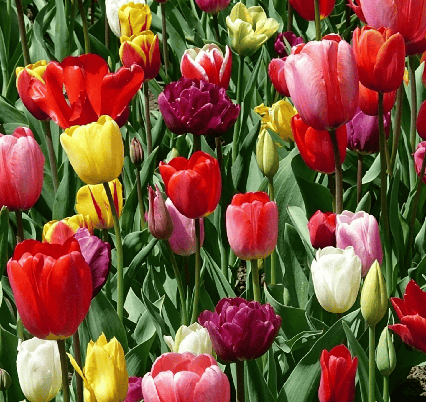 🌷Rijetko sjeme tulipana – šareni proljetni cvjetovi za lonce, obrube i vrtove-HR