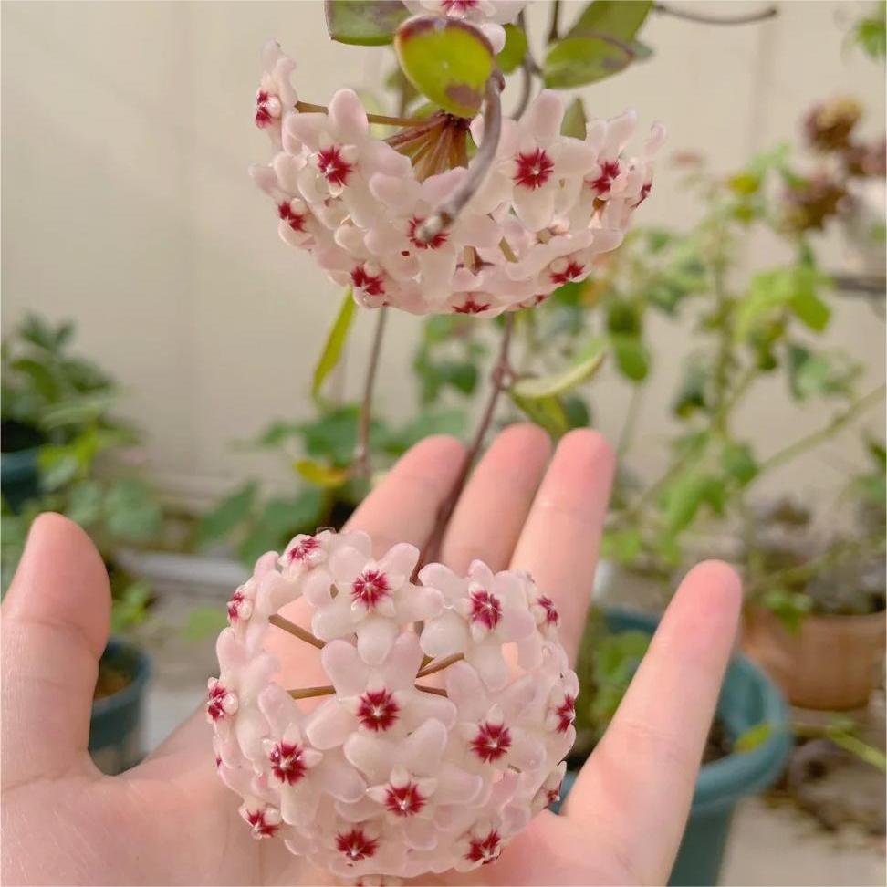 ✨Bombillas Hoya – Estrellas cayendo del cielo✨-ES