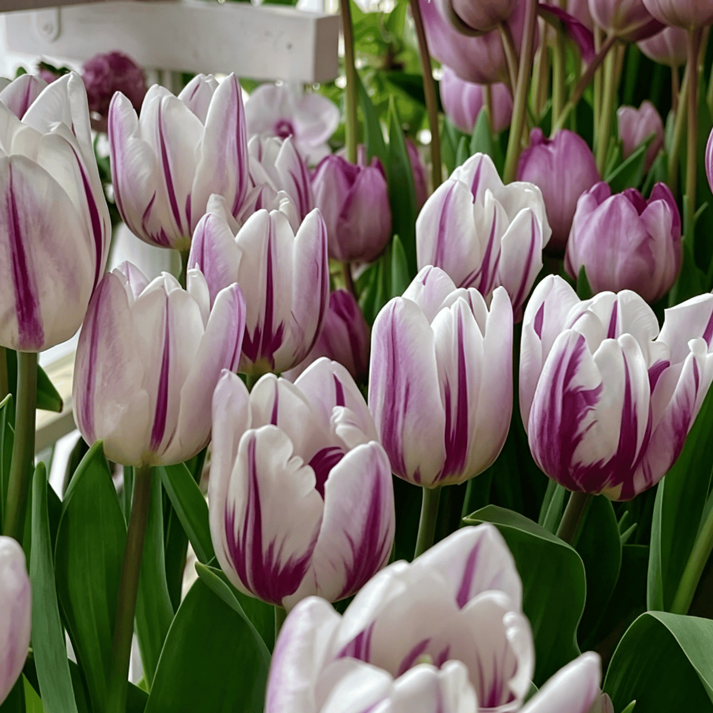🌷Rijetko sjeme tulipana – šareni proljetni cvjetovi za lonce, obrube i vrtove-HR