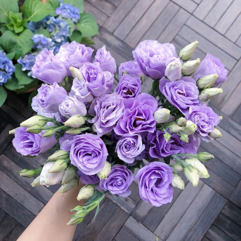 🔥Posljednji dan prodaje💝Eustoma Thornless Rose💐Sjemenke Lisianthusa-HR