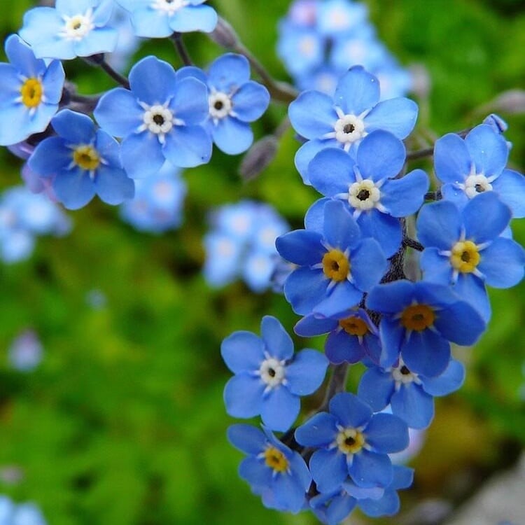 Sjeme zaboravnika Blue Memory – Cvijeće za seoski vrt provjerene kvalitete 🌿💙-HR