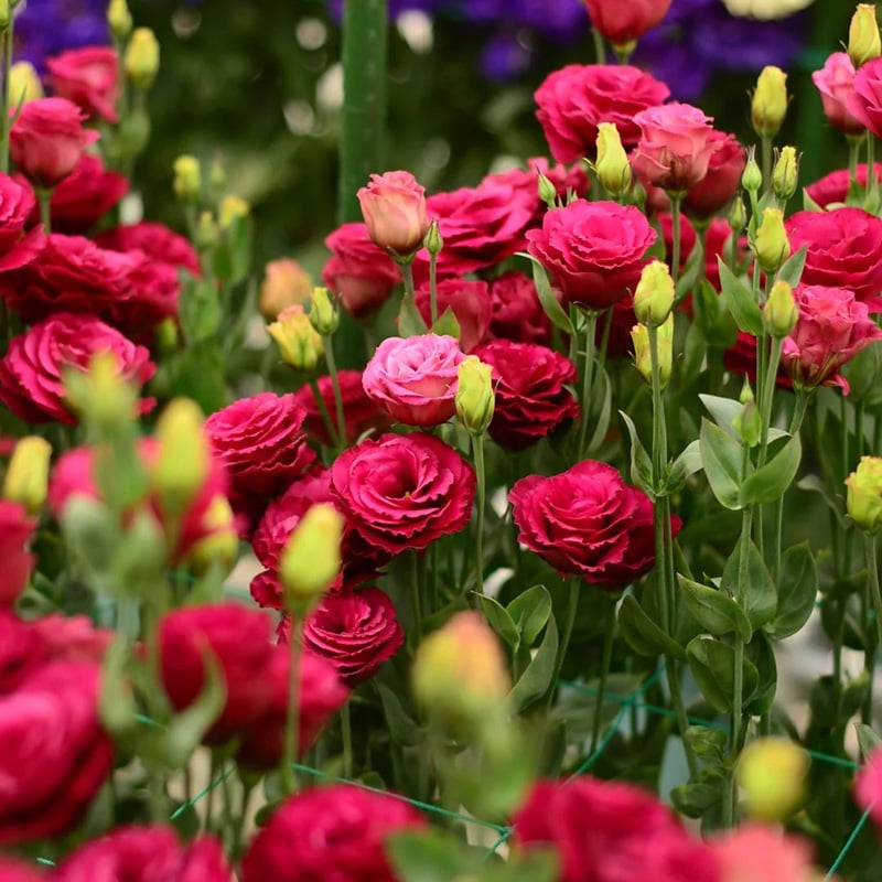 🔥Posljednji dan prodaje💝Eustoma Thornless Rose💐Sjemenke Lisianthusa-HR