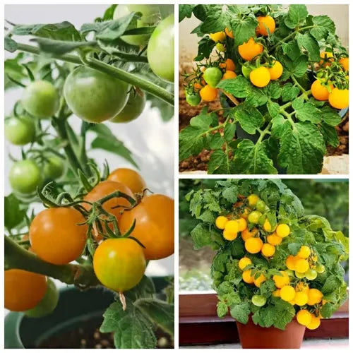 🍅🍅Νανοί σπόροι ντομάτας σε γλάστρες-GR