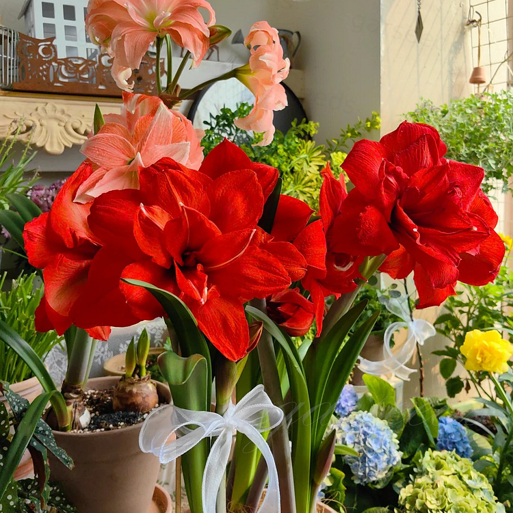 Dvigubai žydinčių amarilių svogūnėliai🌼-LT