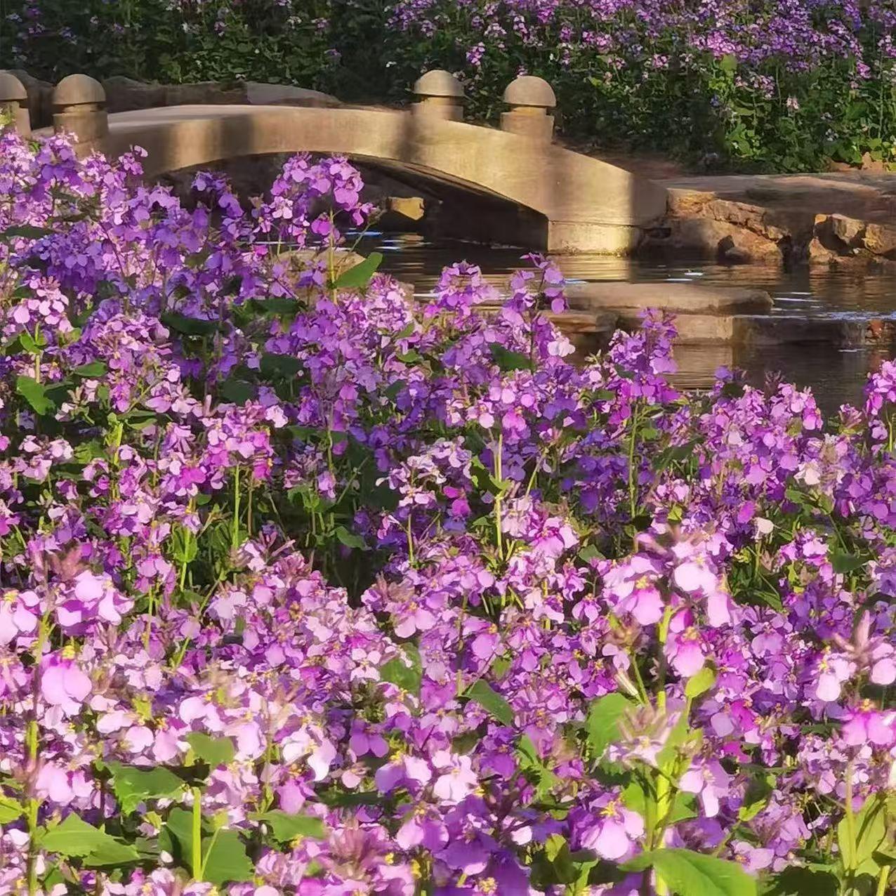 💜Vasario orchidėjų sėklos | „Infinity Purple Sea“-LT