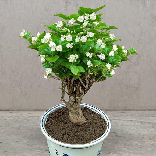ZADNJI DAN PROMOCIJE 35% POPUSTA 🌸 Jasmin u saksiji (🌱Zajamčeno preživljavanje: Besplatne zamjene🌿)-HR