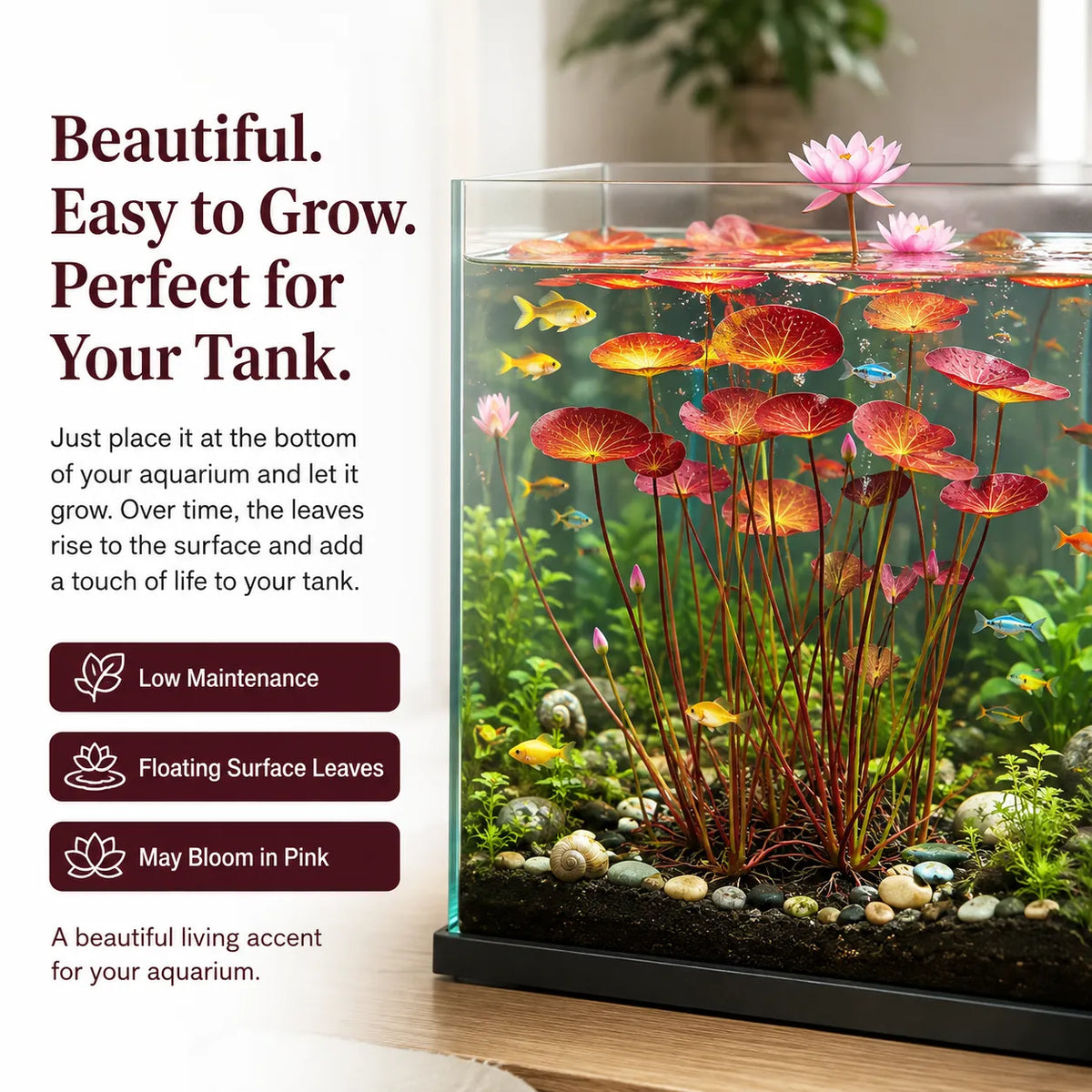 🐟Raíces de loto rojo hidropónico🌿 Convierte tu acuario en un jardín vivo-ES