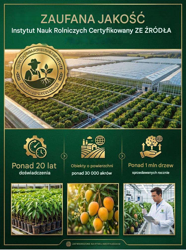 [Resultados de 1 a 2 años] Plántulas de mango enanas injertadas sin OMG-ES
