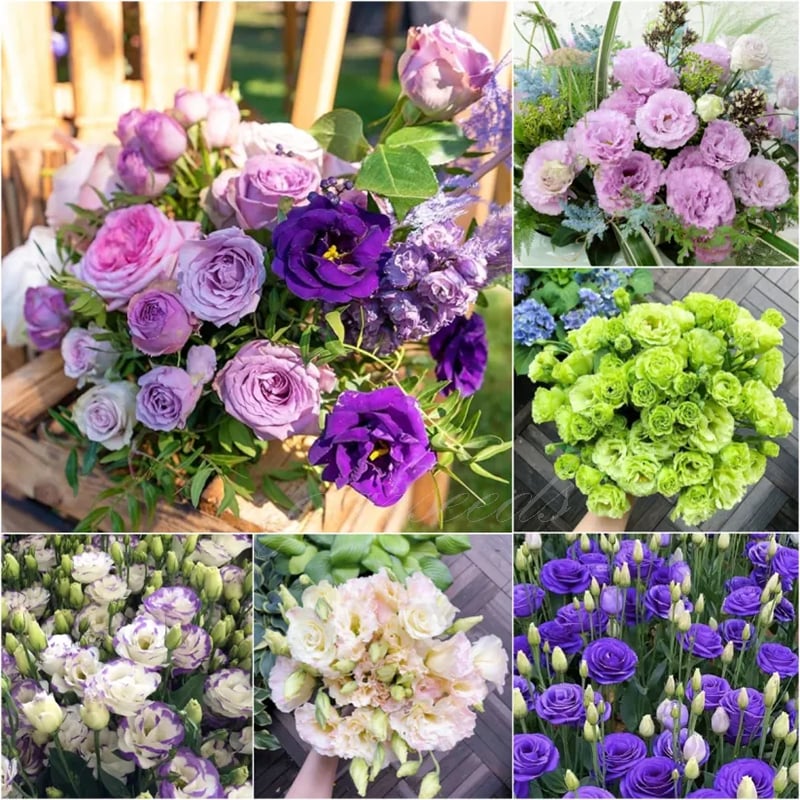 🔥Posljednji dan prodaje💝Eustoma Thornless Rose💐Sjemenke Lisianthusa-HR