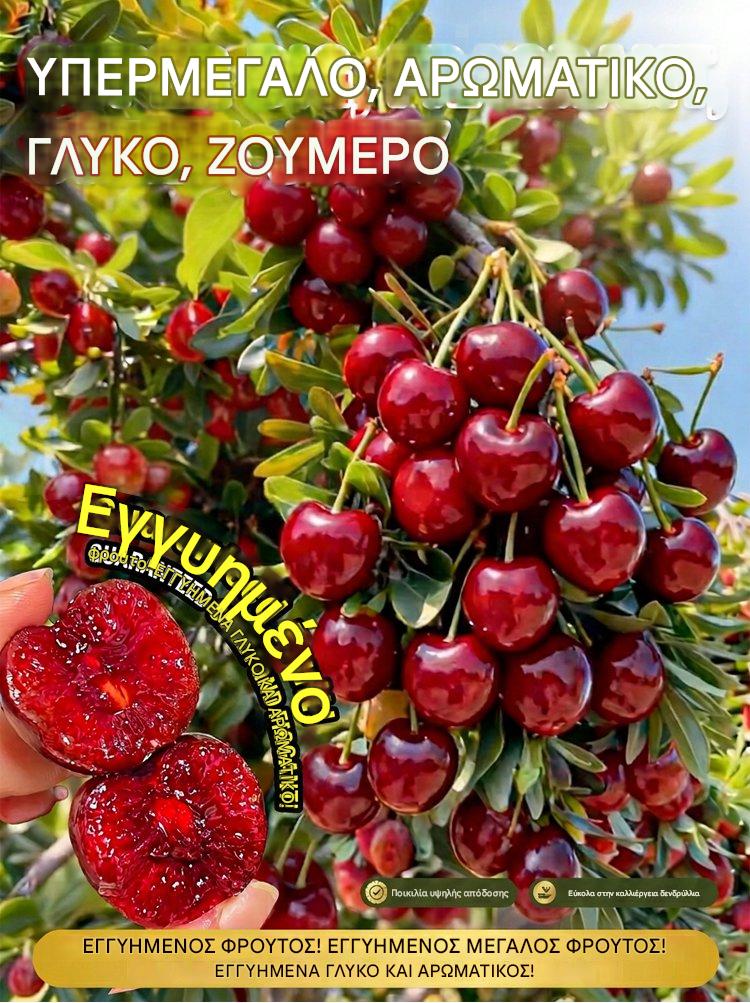 【Φρεσκοκομμένα】Νάνοι δενδρύλλια κερασιάς-GR