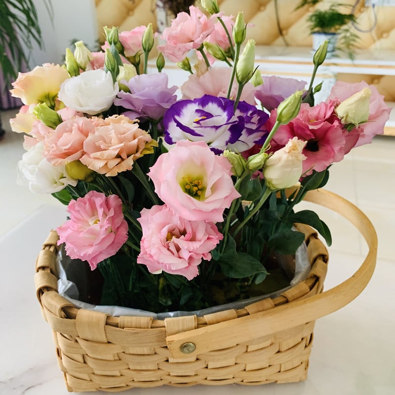 🔥Posljednji dan prodaje💝Eustoma Thornless Rose💐Sjemenke Lisianthusa-HR