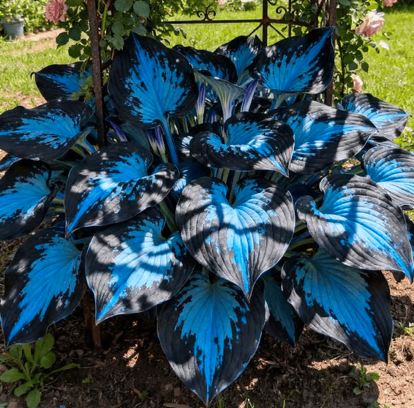 🔥Último día de venta🔥Semillas de hosta premium raras🌿Planta tolerante a la sombra-ES