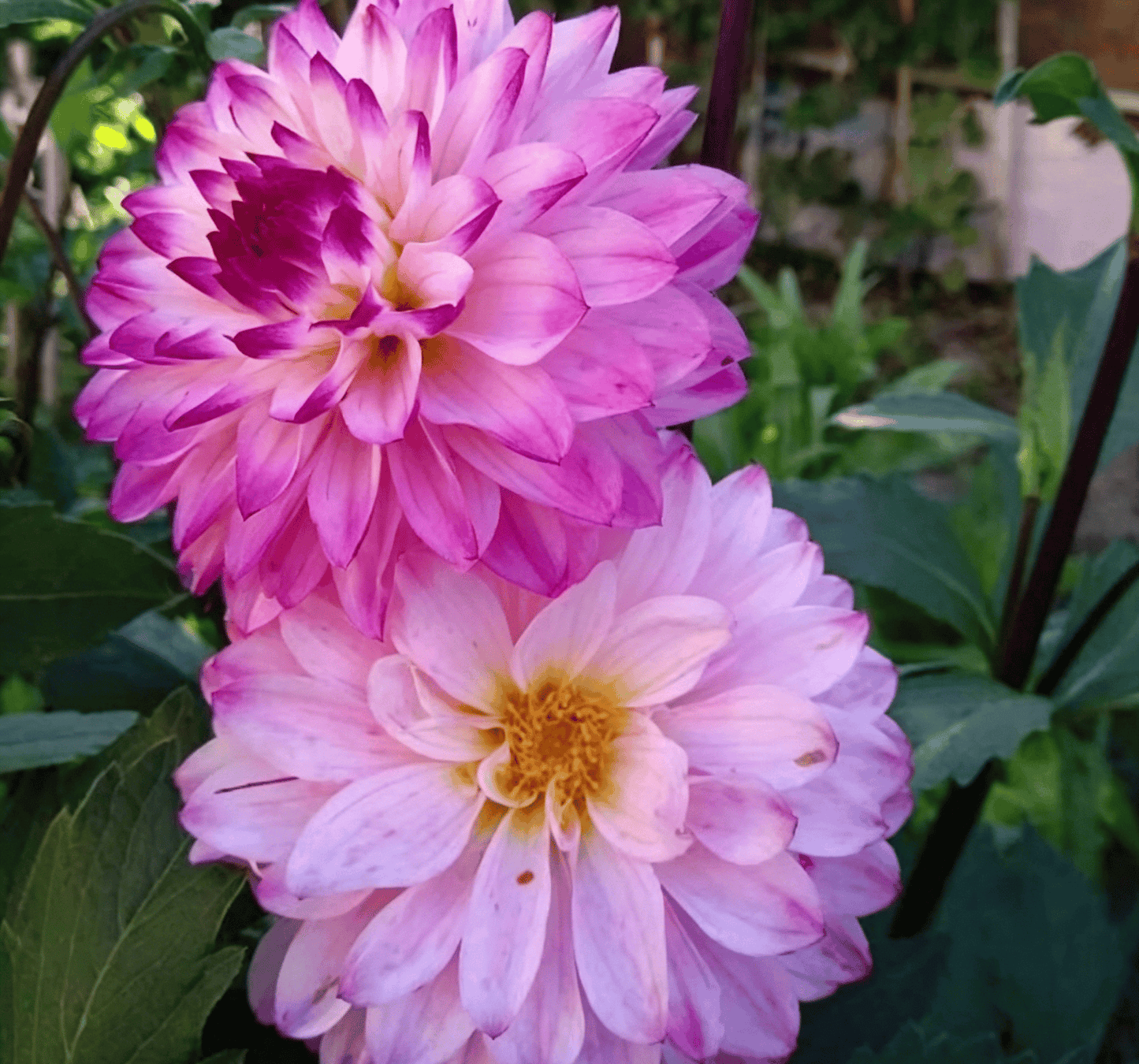 Semillas de dalias que deslumbran en el jardín: flores grandes y coloridas que acaparan todas las miradas.-ES