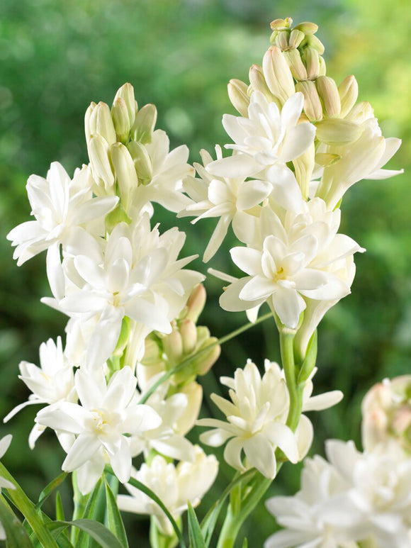 Nardo doble 🌸 - Flor bulbosa grande-ES