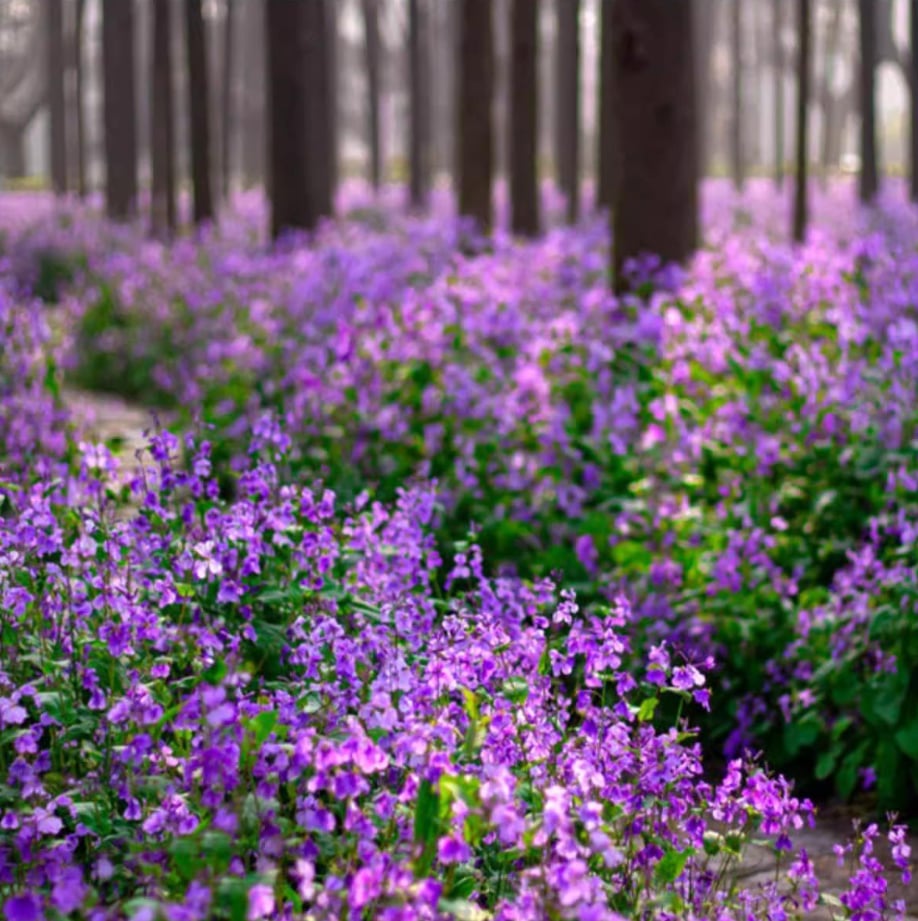 💜Vasario orchidėjų sėklos | „Infinity Purple Sea“-LT