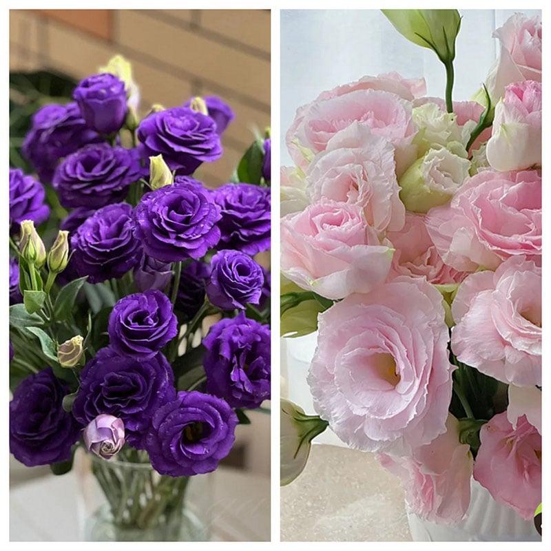 🔥Posljednji dan prodaje💝Eustoma Thornless Rose💐Sjemenke Lisianthusa-HR