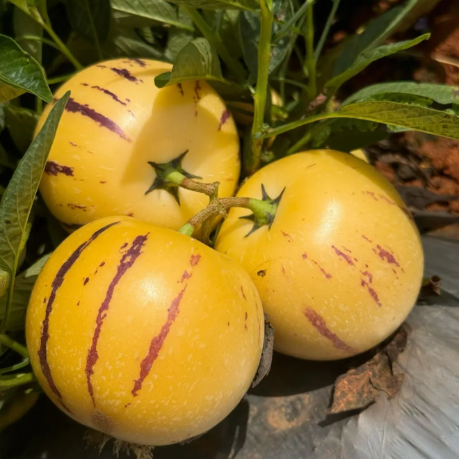 Voće ginsenga Pepino Sjemenke dinje-Solanum Muricatum-HR
