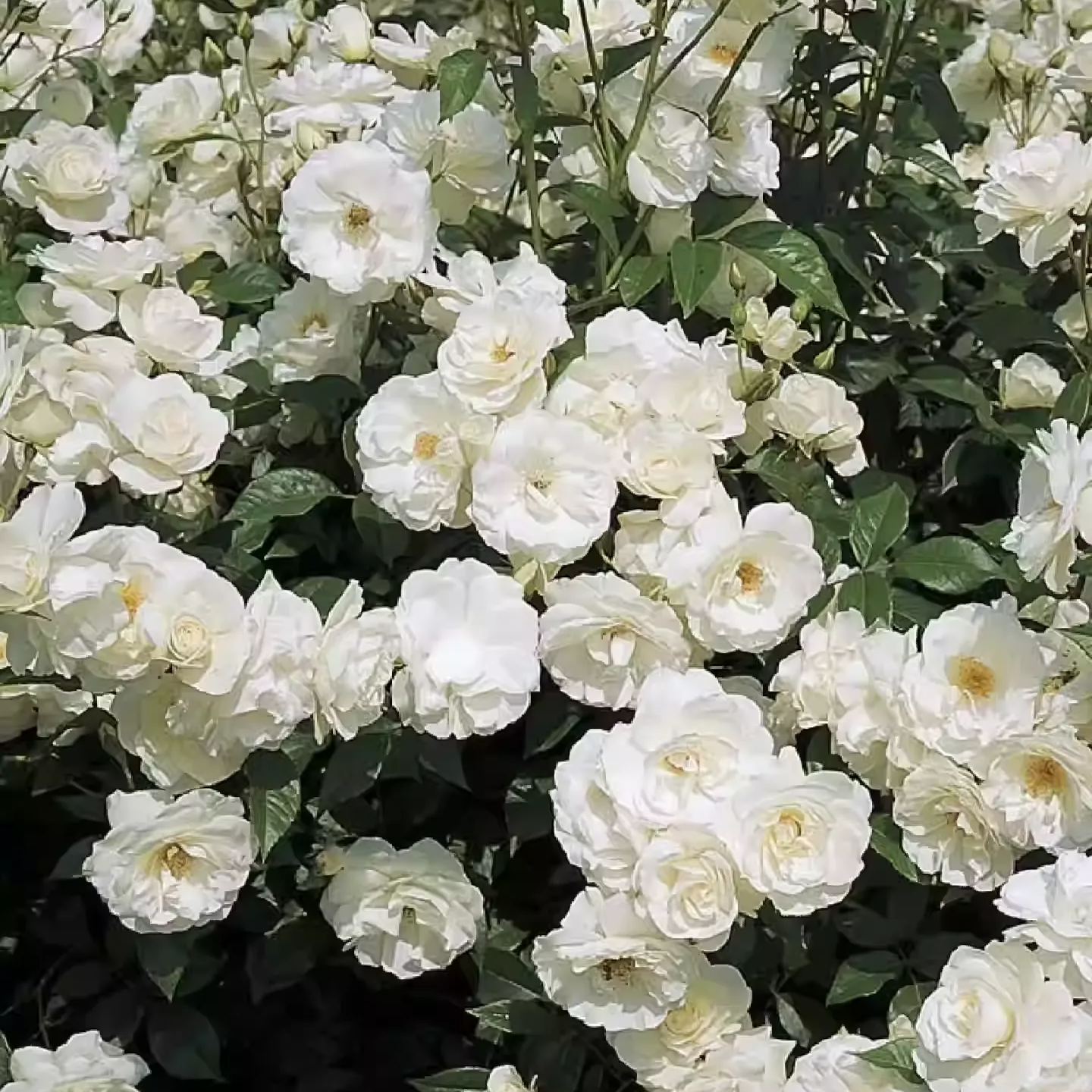 Semena vzpenjajoče se vrtnice🌹-SI