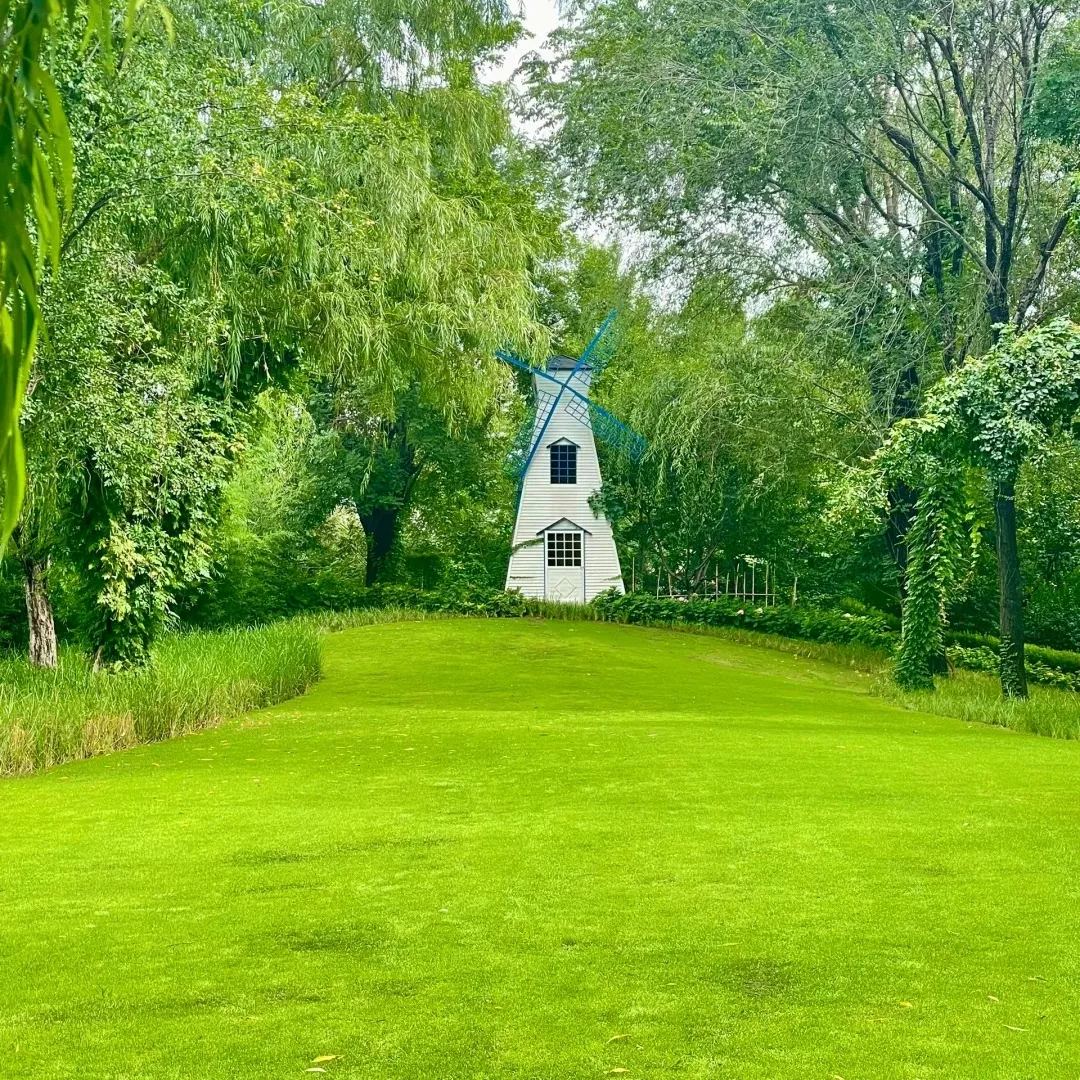 🌱 Semena zimzelene pritlikave trave Four Seasons | Ustvarite svojo popolno trato, začenši tukaj!-SI