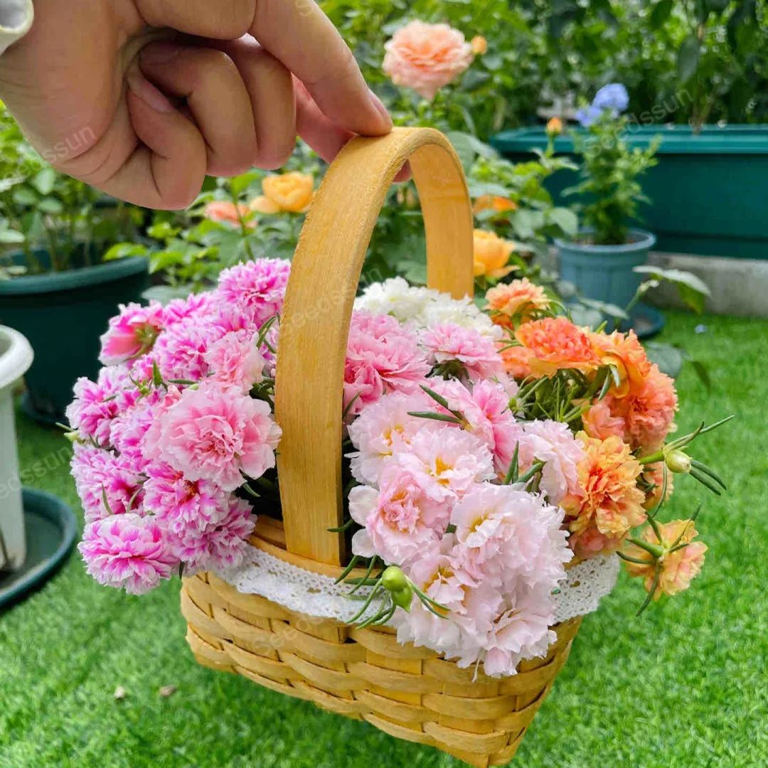 🌸 Σπόροι μοσχοτριανταφυλλιάς – Έκρηξη χρωμάτων όλο το καλοκαίρι!-GR