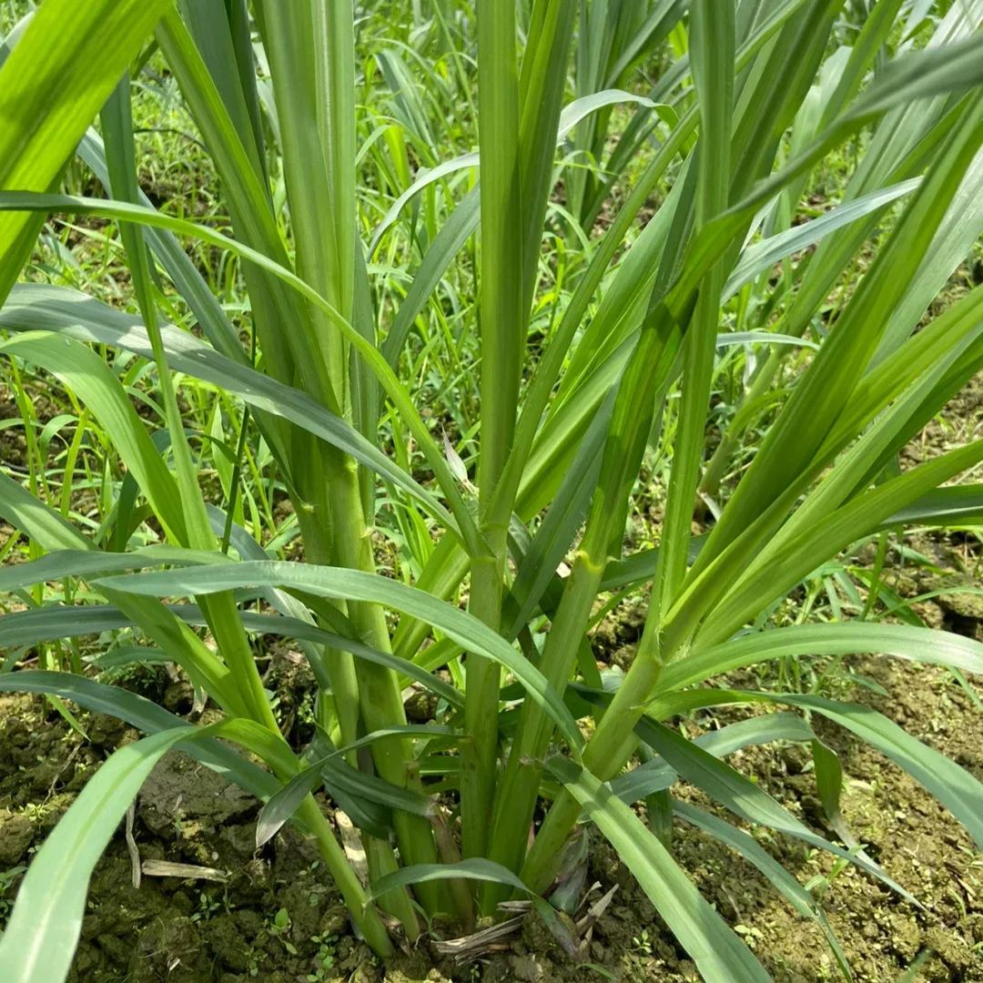 🌿Hibridna sorta sirka in sudanske trave ✅Visokorodno krmno seme-SI