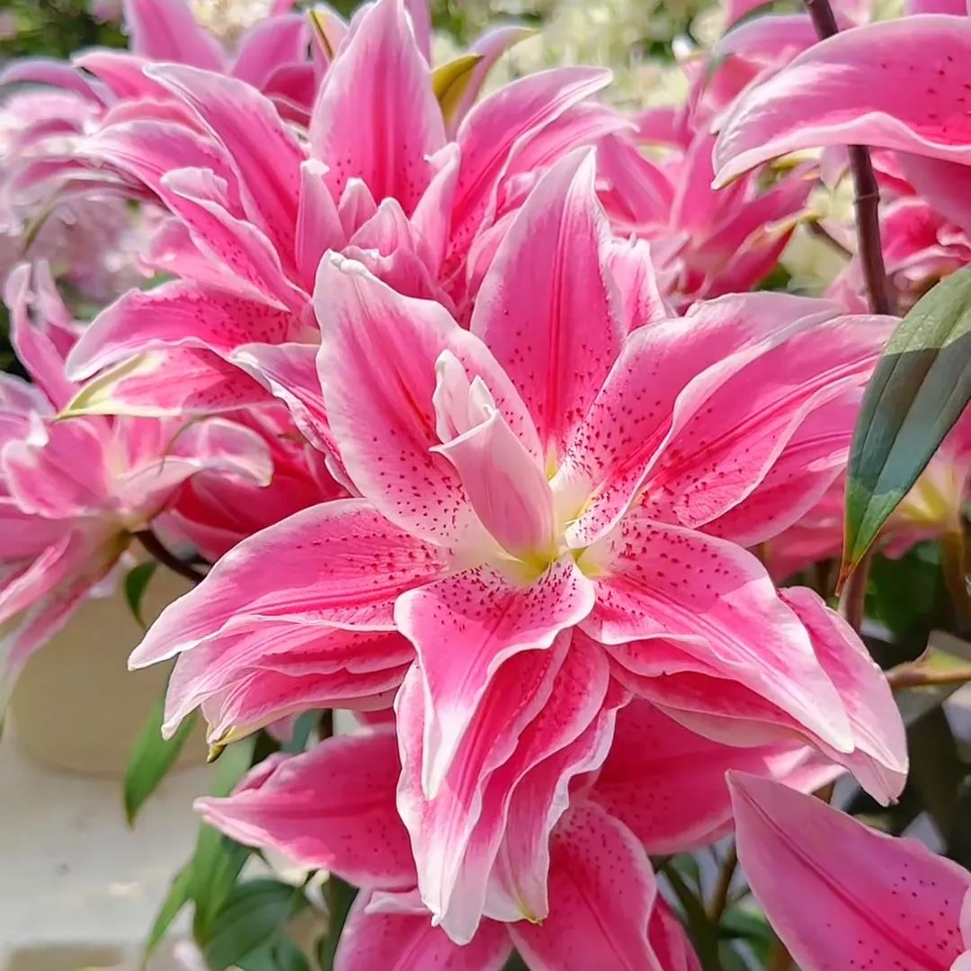 🌺Αρωματωμένοι βολβοί κρίνων – φρέσκοι και γλυκοί-GR