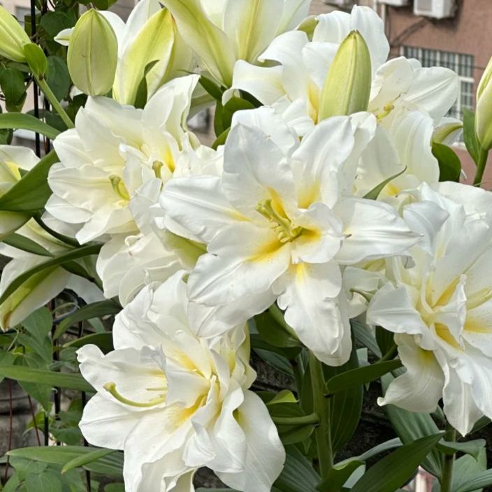 🌺Αρωματωμένοι βολβοί κρίνων – φρέσκοι και γλυκοί-GR