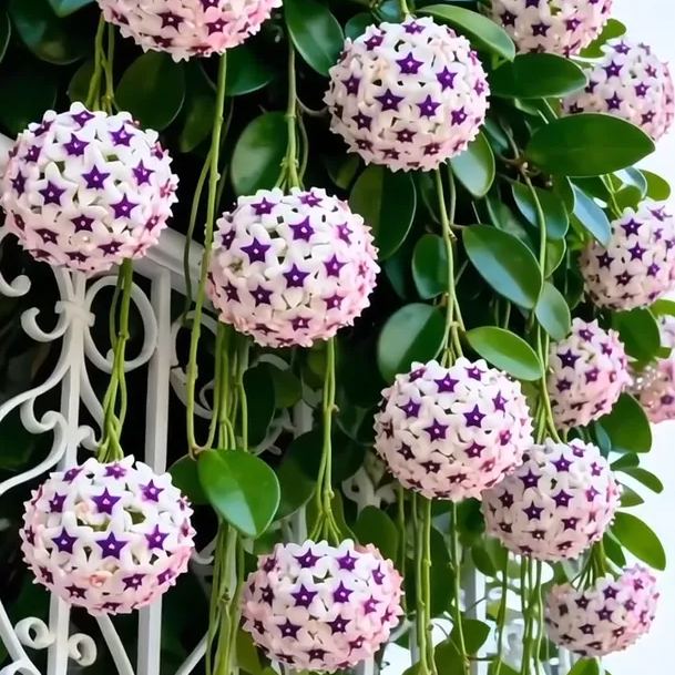 ✨Bombillas Hoya – Estrellas cayendo del cielo✨-ES