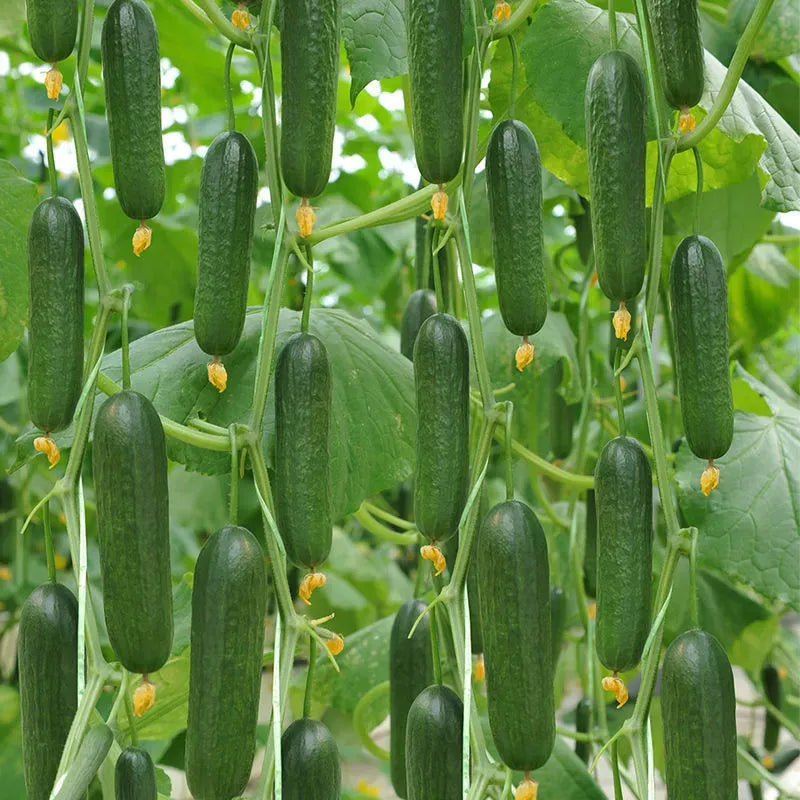 F1 Superfruit Cluster High Derling agurkų sėklos-LT
