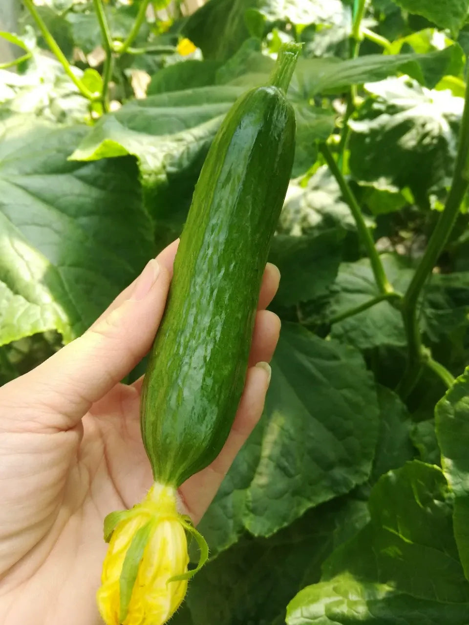 F1 Superfruit Cluster High Derling agurkų sėklos-LT