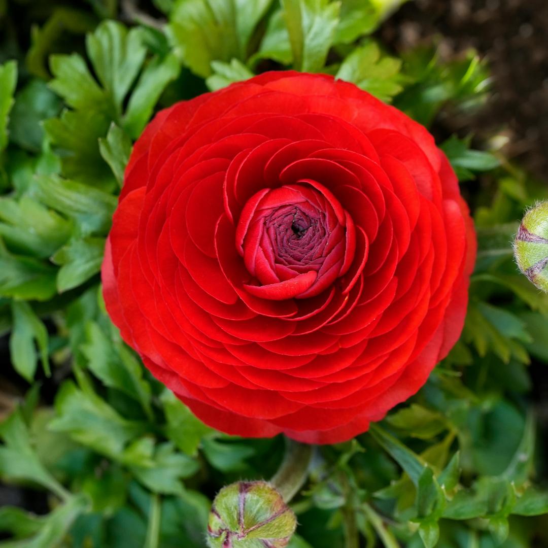 Lukovice ljutića – nježne, elegantne, nezaboravne 🌸-HR