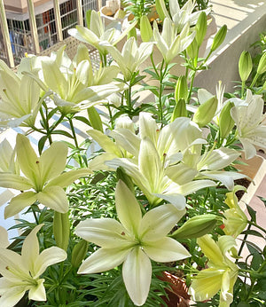🌺Redke čebulice lilij – sveže in sladke-SI