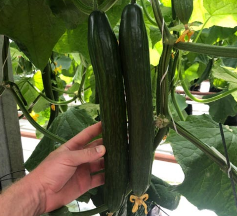 F1 Superfruit Cluster High Derling agurkų sėklos-LT