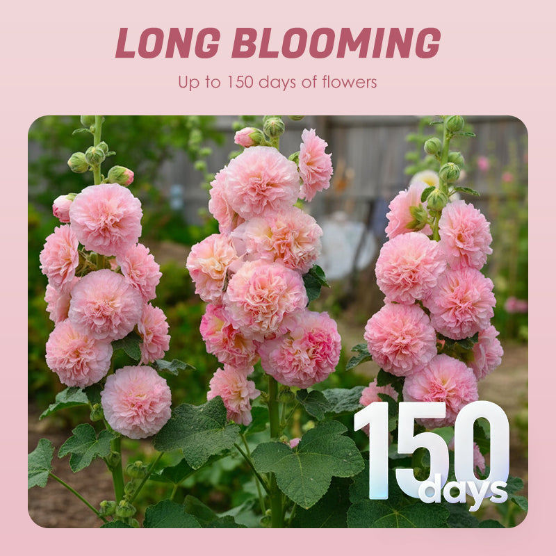 🌸Žydinčių daugiamečių dedešvų sėklos🌸-LT