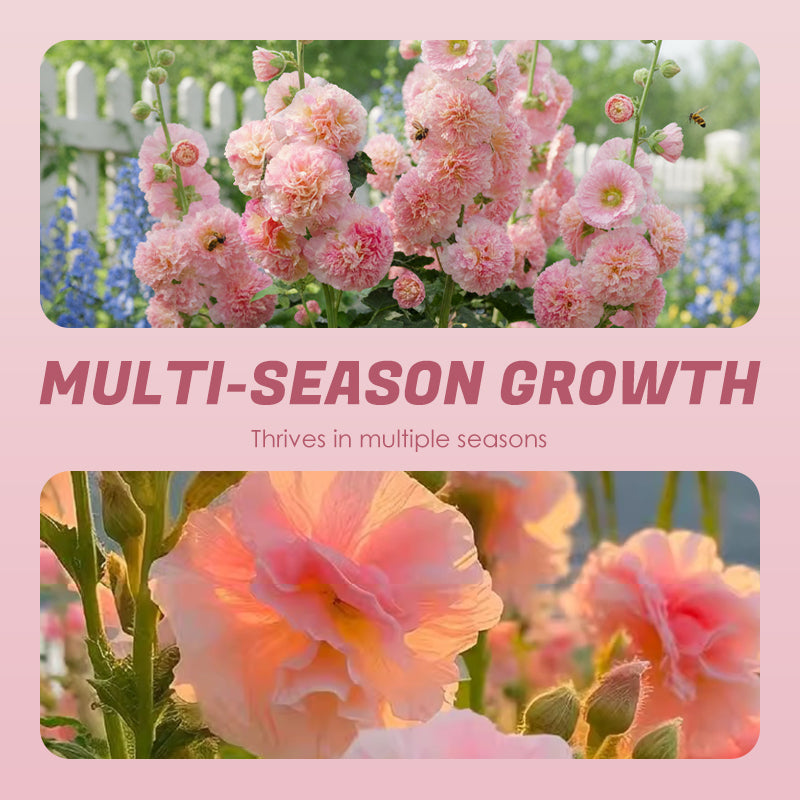 🌸Žydinčių daugiamečių dedešvų sėklos🌸-LT