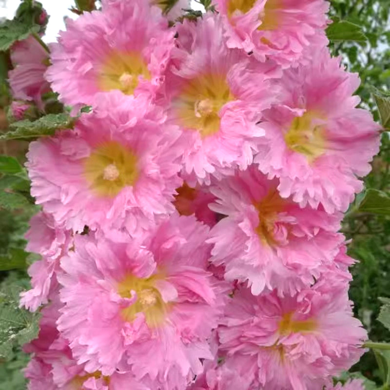🌸Žydinčių daugiamečių dedešvų sėklos🌸-LT