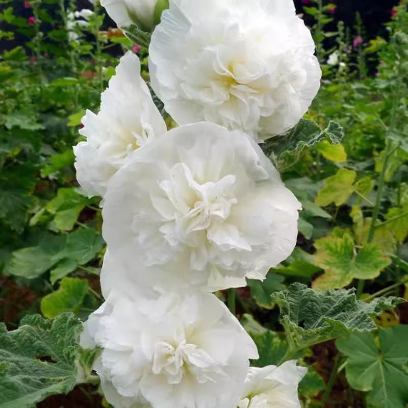 🌸Žydinčių daugiamečių dedešvų sėklos🌸-LT