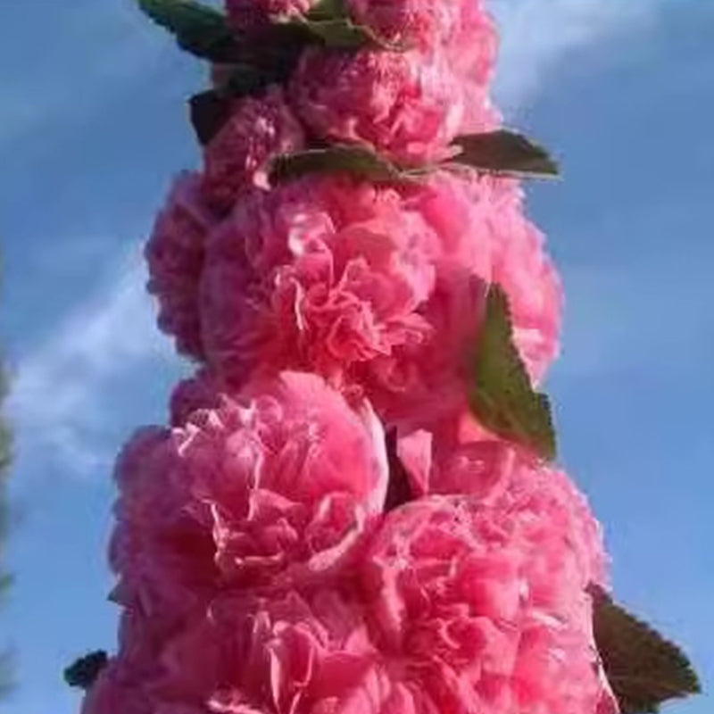 🌸Žydinčių daugiamečių dedešvų sėklos🌸-LT