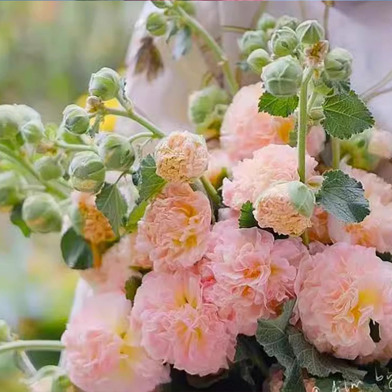 🌸Žydinčių daugiamečių dedešvų sėklos🌸-LT