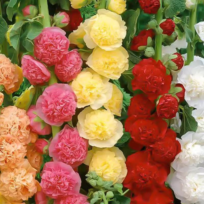🌸Žydinčių daugiamečių dedešvų sėklos🌸-LT