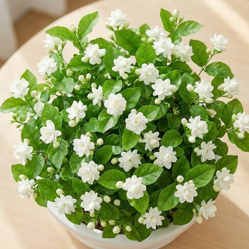 ✨🌸Semillas de jazmín (con fertilizante): aromáticas y fáciles de cultivar🍃-ES