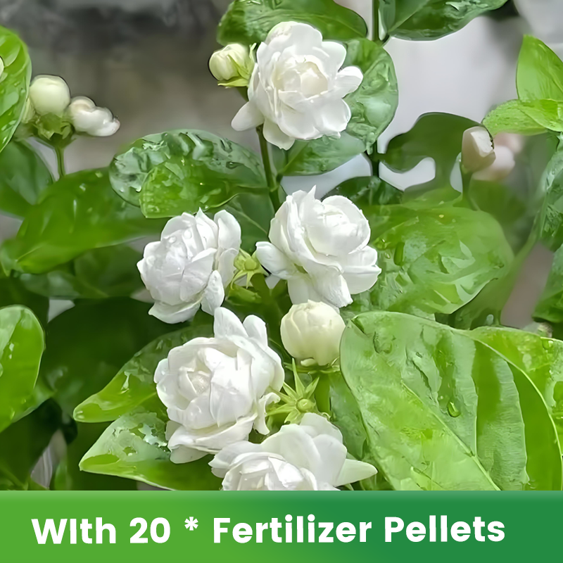 ✨🌸Semillas de jazmín (con fertilizante): aromáticas y fáciles de cultivar🍃-ES