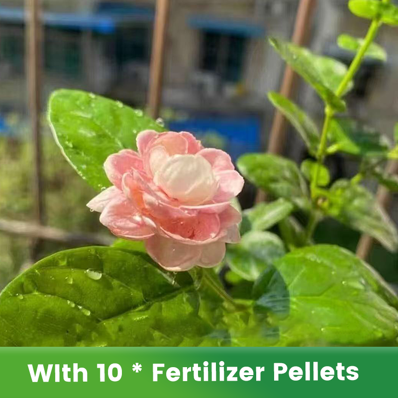 ✨🌸Semillas de jazmín (con fertilizante): aromáticas y fáciles de cultivar🍃-ES