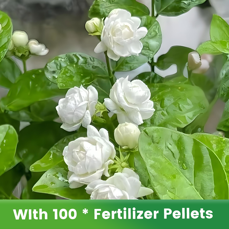 ✨🌸Semillas de jazmín (con fertilizante): aromáticas y fáciles de cultivar🍃-ES