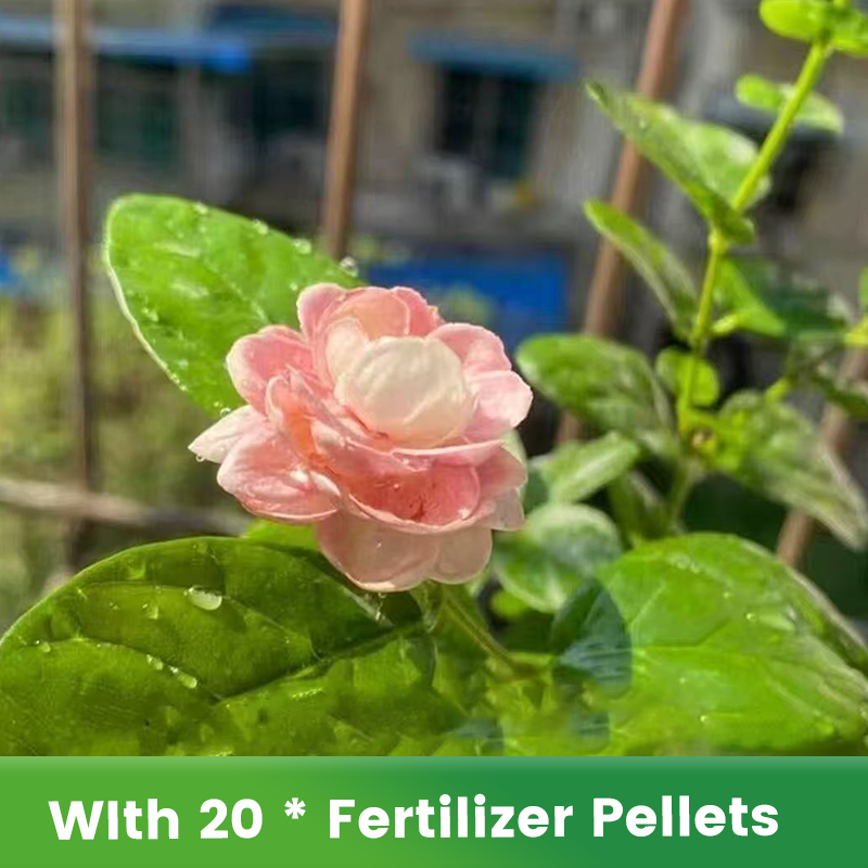 ✨🌸Semillas de jazmín (con fertilizante): aromáticas y fáciles de cultivar🍃-ES