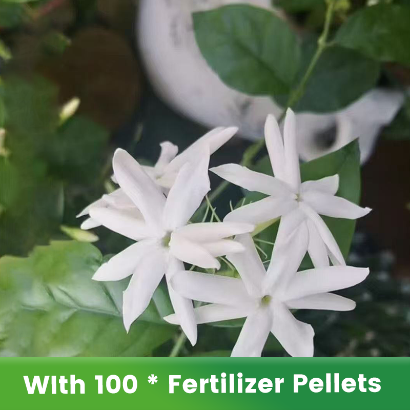 ✨🌸Semillas de jazmín (con fertilizante): aromáticas y fáciles de cultivar🍃-ES