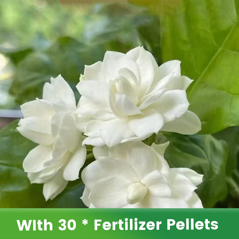 ✨🌸Semillas de jazmín (con fertilizante): aromáticas y fáciles de cultivar🍃-ES